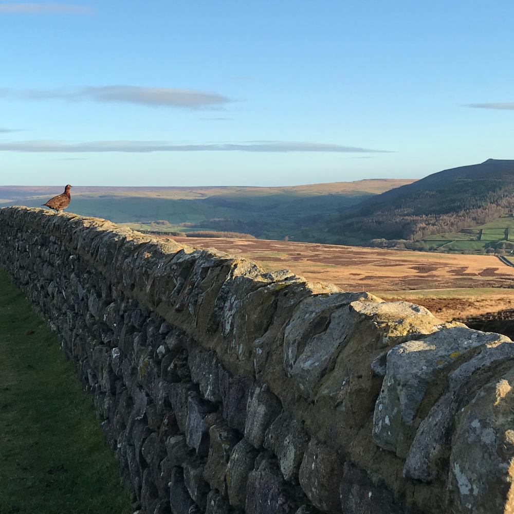 Timber for sale near Skipton, North Yorkshire